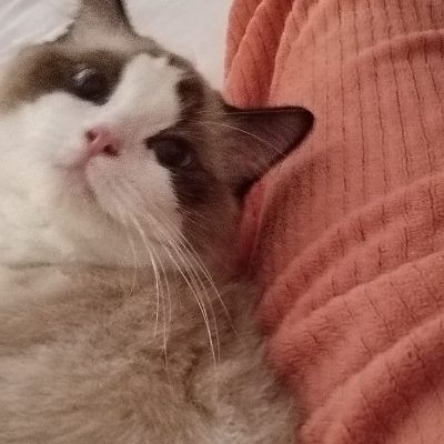猫のシール1枚